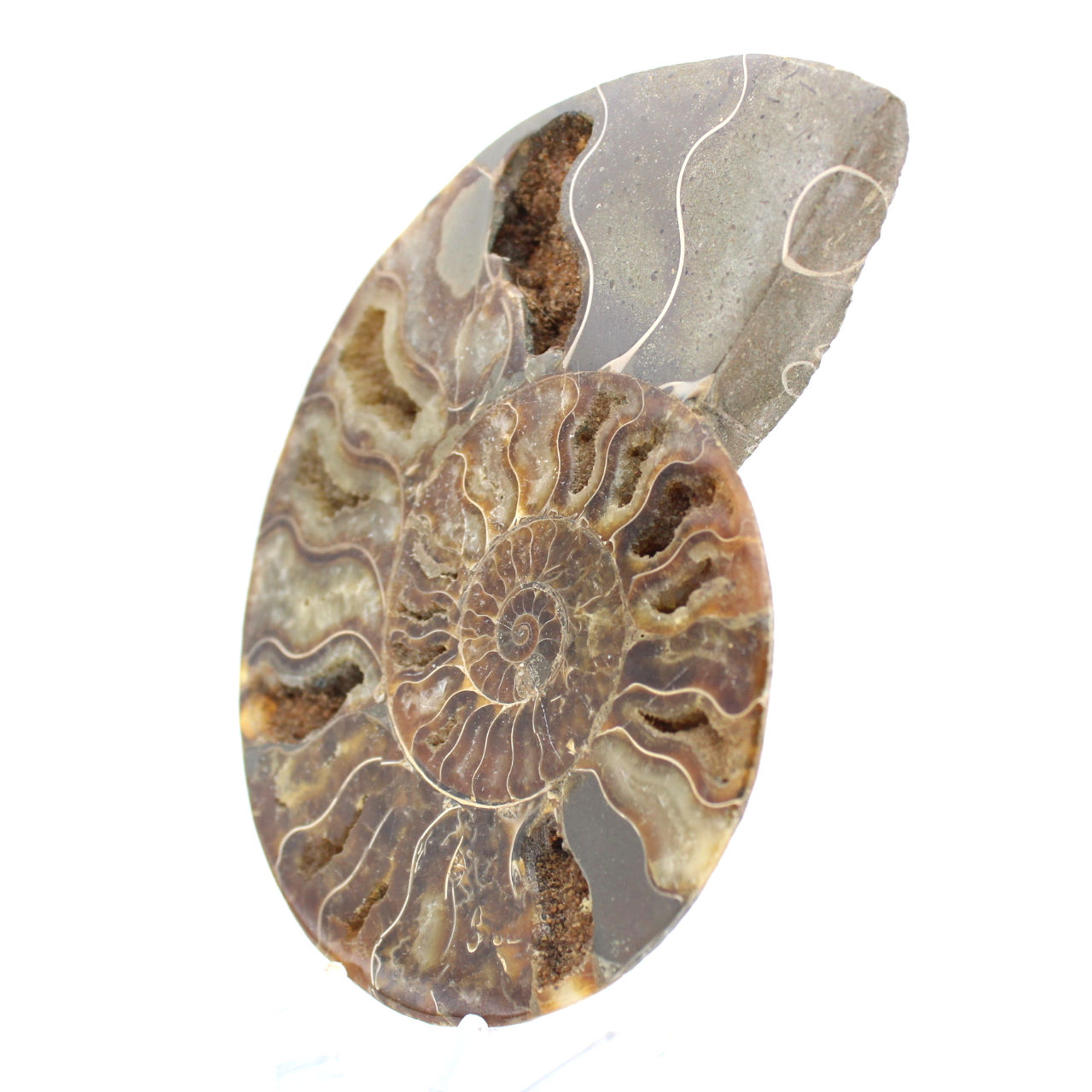 Polerad fossil ammonit – äkthet och naturlig harmoni